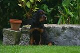 SETTER GORDON 048